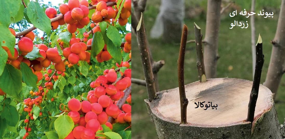 پیوند زردالو .مرحله به مرحله